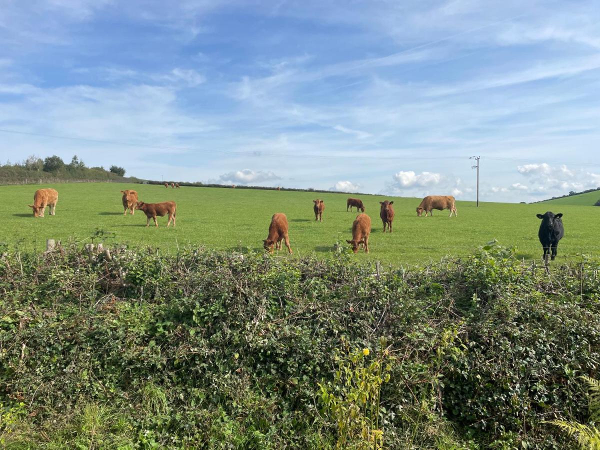 Westerley Country B & B With Exclusive Guest Lounge Buckfastleigh Buitenkant foto